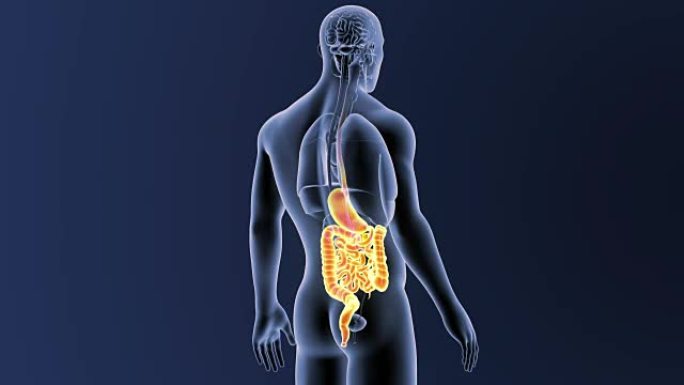 有器官的胃和肠