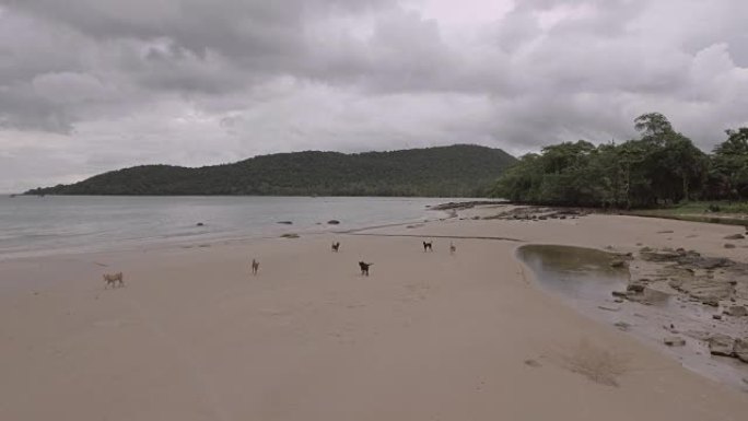 流浪狗在乌云天空下的沙滩上行走