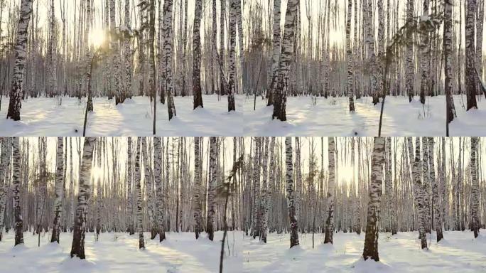 冬天的桦树林