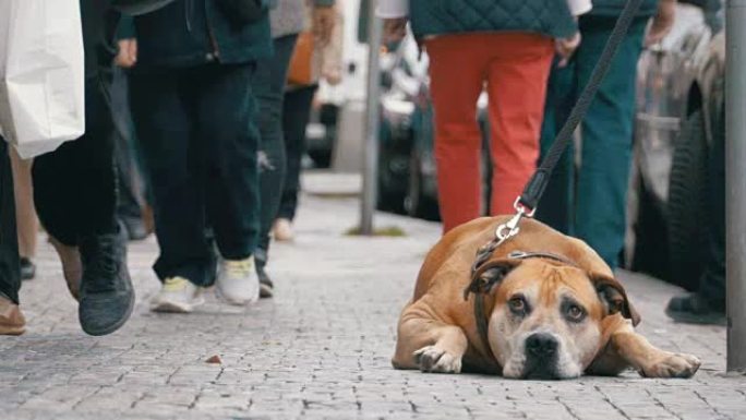 街上冷漠的人群经过悲伤，被绑住的忠实狗