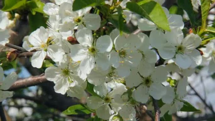 白樱桃花。