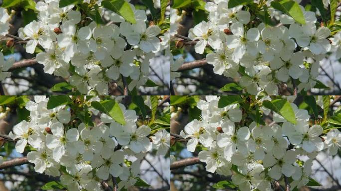 白樱桃花。