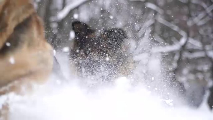 牧羊犬。牧羊犬在雪地里奔跑