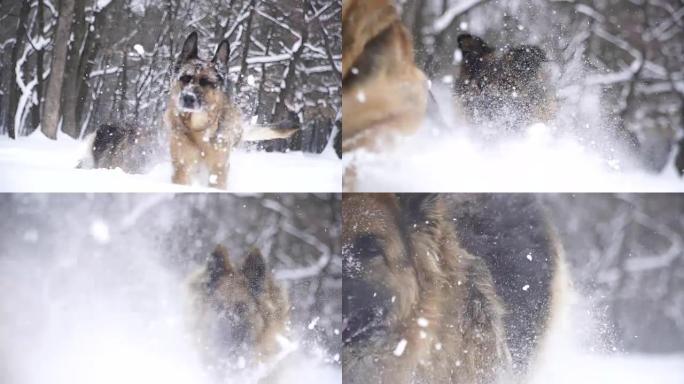 牧羊犬。牧羊犬在雪地里奔跑