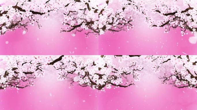 樱桃树盛开，循环动画，
