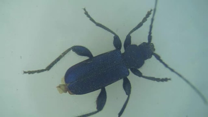 显微镜下移动的粗腿花甲虫的高倍率