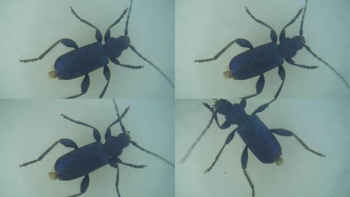 显微镜下移动的粗腿花甲虫的高倍率