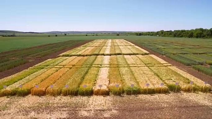 空中无人机用不同品种的小麦飞越田间。科学家正在测试疾病对黑麦和小麦的影响