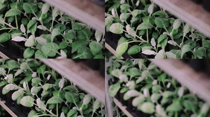 温室镰孢属植物，装饰园艺用植物栽培，选择性聚焦微距拍摄
