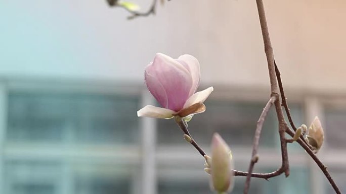 粉红色的玉兰在淡淡的春风中在树上开花，水珠。浅景深。