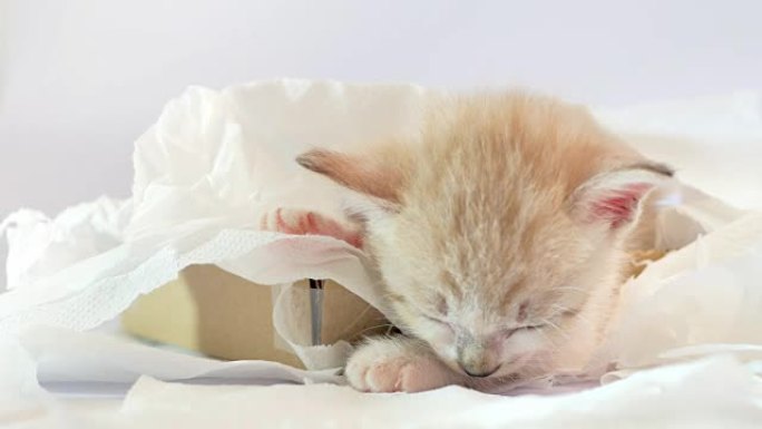 睡在纸巾盒里的小猫