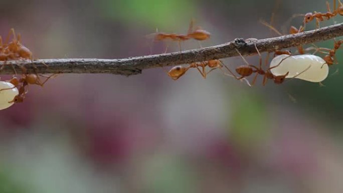 红蚂蚁和东南亚的蛋。