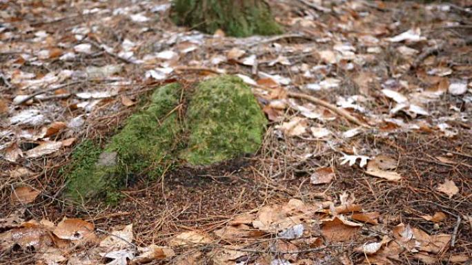 12月后期，一块中型巨石沉积在宾夕法尼亚州森林的土壤中。
