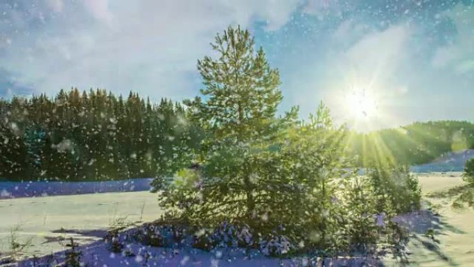 冬天森林里的雪，电影院，循环，1080p