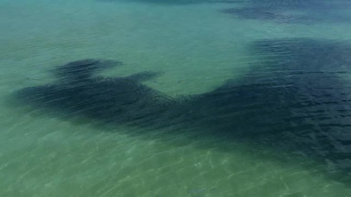 黑鳍礁鲨在浅海水中捕食鱼类