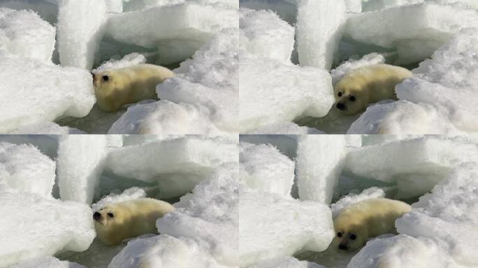 可爱的新生海豹幼崽在冰上看着相机