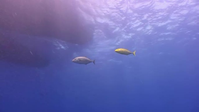 天然海水族馆水下海底的两条鱼。