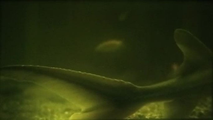 黑暗水环中的鲟鱼