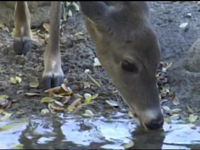 鹿饮用水
