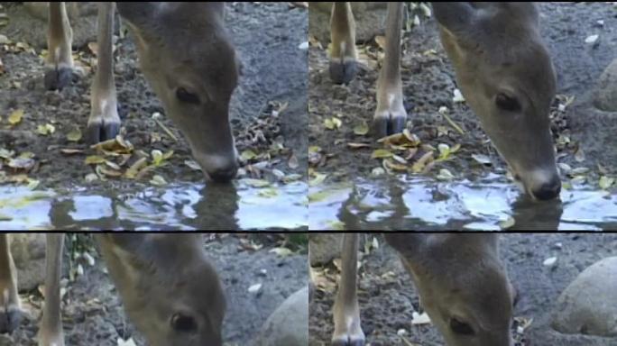 鹿饮用水