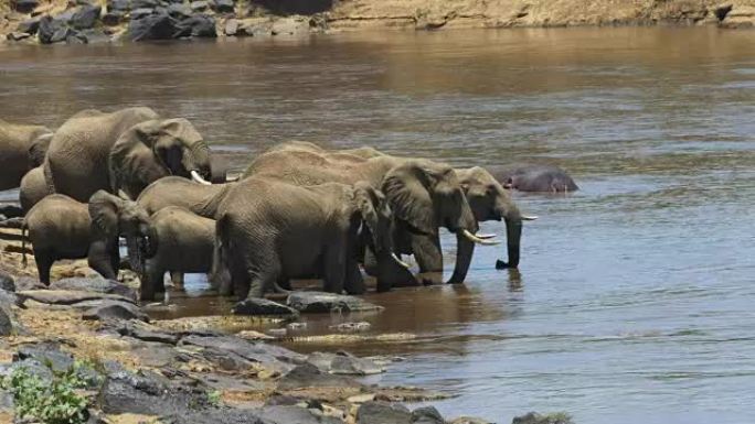 放大从马拉河喝水的大象的镜头