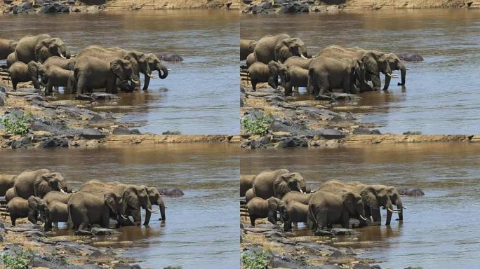 放大从马拉河喝水的大象的镜头