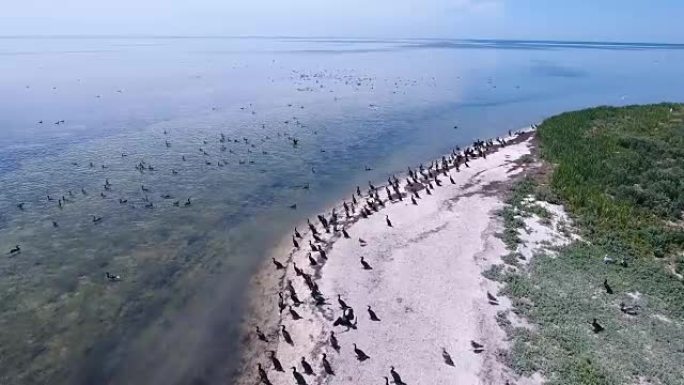 海鸥和鸬鹚在Dzharylhach的沙滩上飞行的空中射击