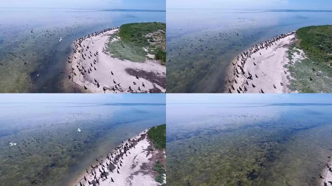 海鸥和鸬鹚在Dzharylhach的沙滩上飞行的空中射击