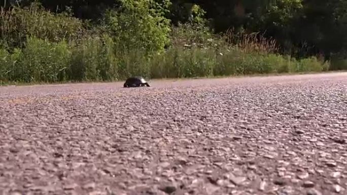 乌龟过马路