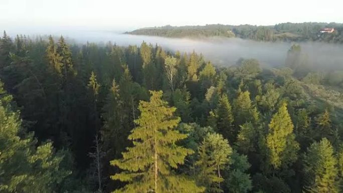 森林和浓雾的空中拍摄