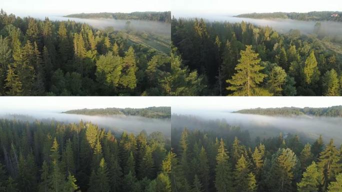 森林和浓雾的空中拍摄