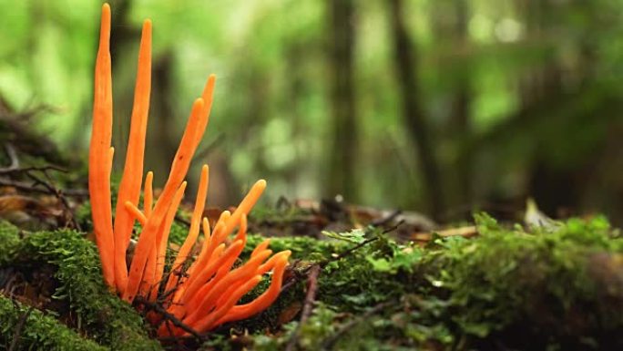 澳大利亚塔斯马尼亚州塔金雨林中生长的橙色真菌
