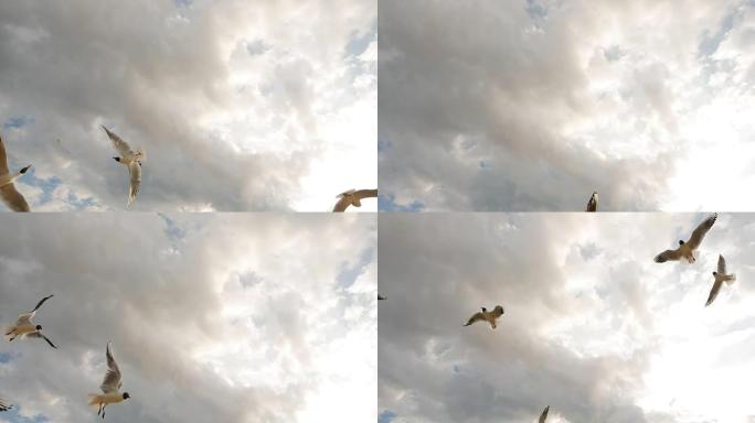 一群海鸥飞上云霄吃面包