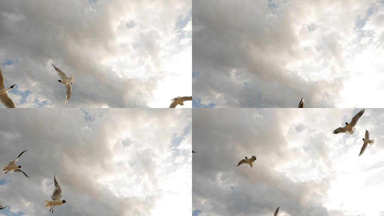 一群海鸥飞上云霄吃面包