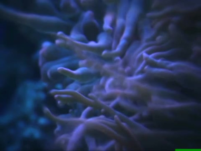 珊瑚礁 -- 天然颜色的橙色海葵