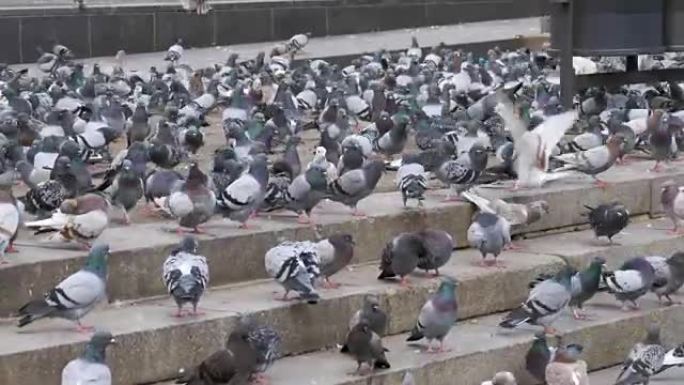 许多鸽子在街上吃食物