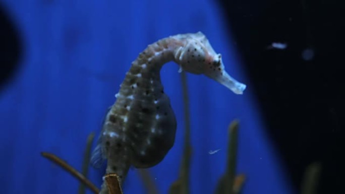 海马在水柱的蓝色背景上，中等拍摄。巴塞罗那水族馆的海马