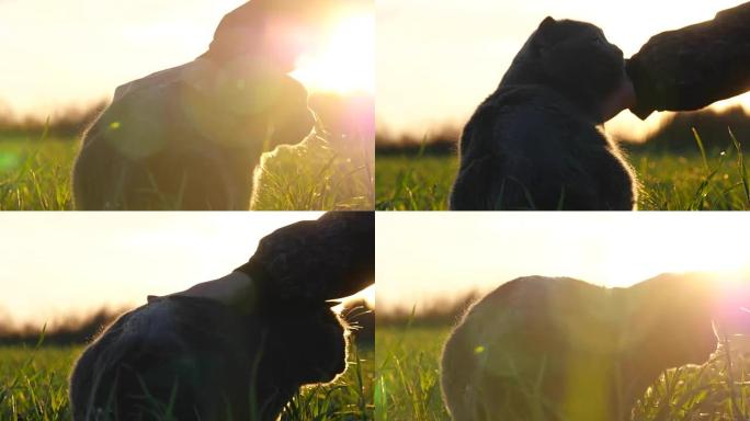 一个女孩在阳光下日落时在田野里抚摸一只英国种猫