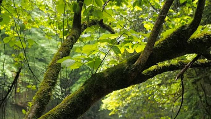 森林里雨后长满苔藓的树枝。高湿度