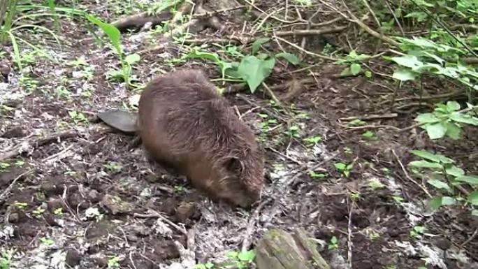 Beaver eating in natural environment