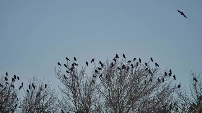 一群乌鸦鸟坐在树上干树枝秋天。乌鸦鸟群