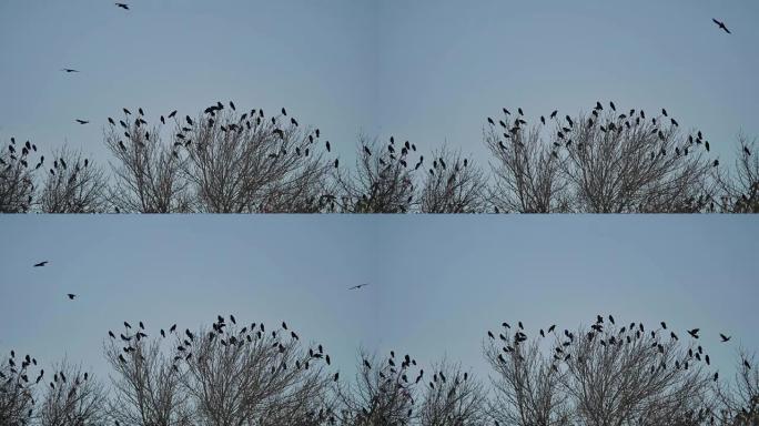 一群乌鸦鸟坐在树上干树枝秋天。乌鸦鸟群