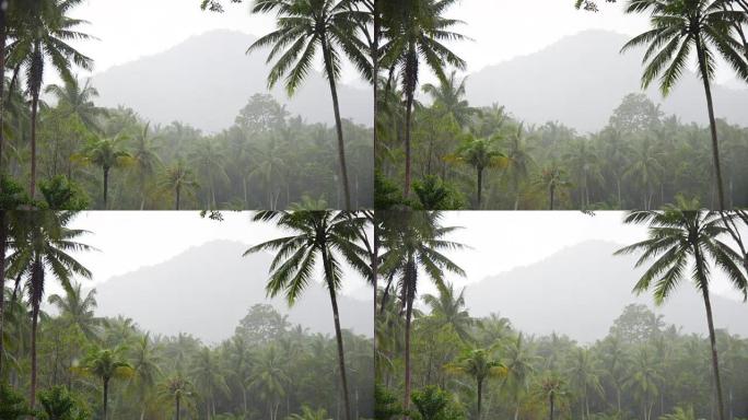 热带岛屿的淡季