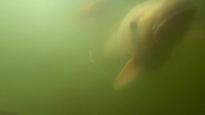 野生鲤鱼在水下游泳