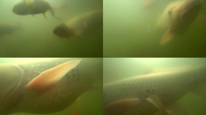 野生鲤鱼在水下游泳