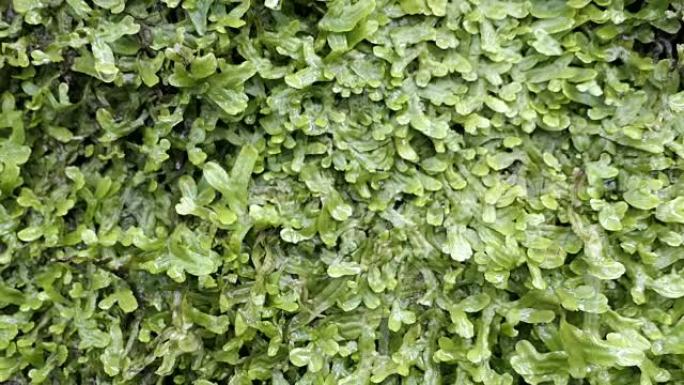 水滴在蕨类植物生长的墙上 (spleenwort)。