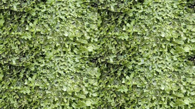 水滴在蕨类植物生长的墙上 (spleenwort)。