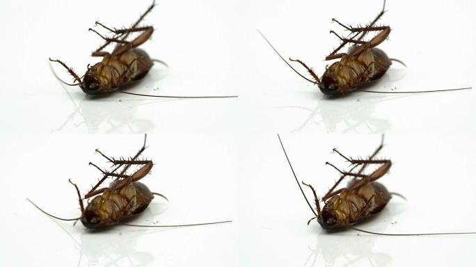 蟑螂 (Blattella asahinai) 喷洒杀虫剂，躺在白色背景上。哮喘和过敏诱因。用于广告