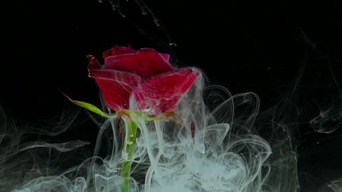 美丽的玫瑰与水中的墨水混合，令人惊叹的美妙大气镜头
