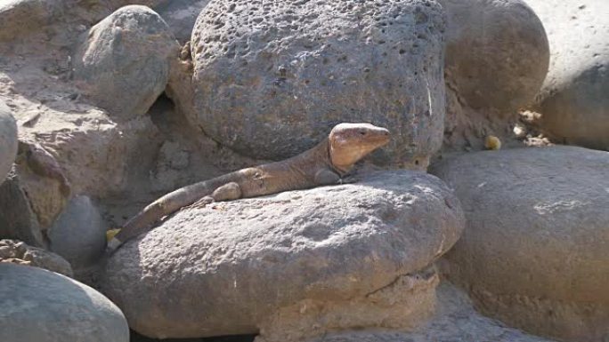 4k慢动作中的巨蜥在岩石上